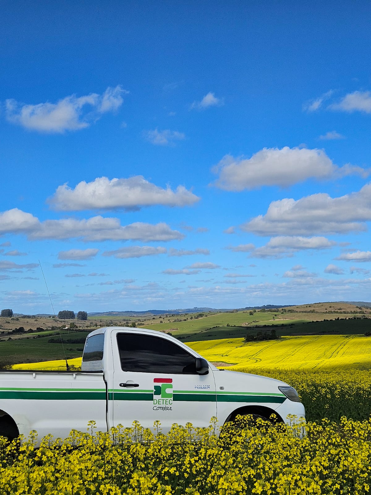 Canola e sorgo despontam como alternativas na região