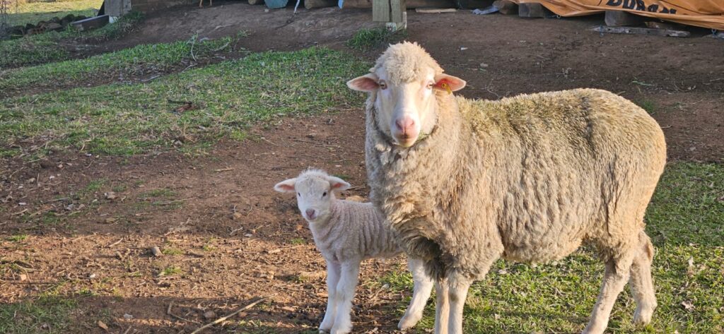 Concurso vai premiar fotos da vida no campo